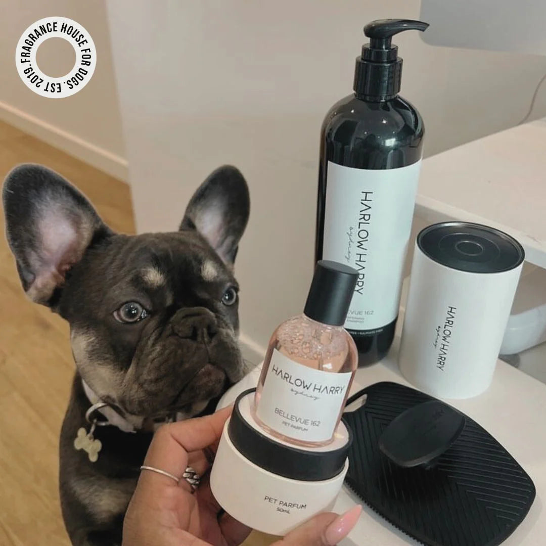 The Bougie-Est Dog Bundle