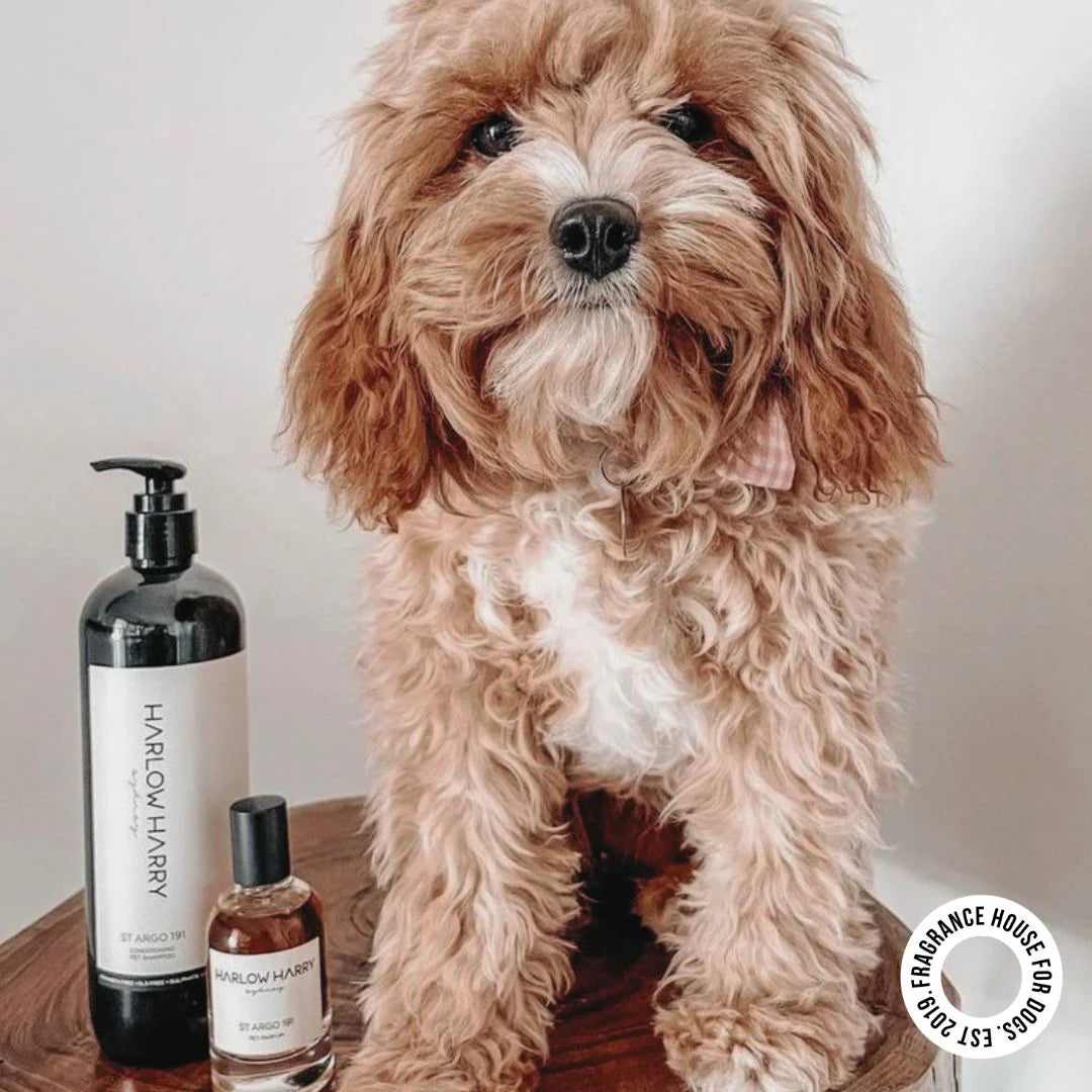 The Bougie-Est Dog Bundle